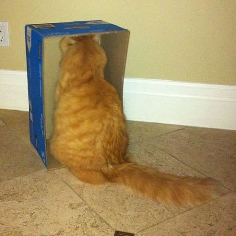 Кот стоит мордой в коробке
